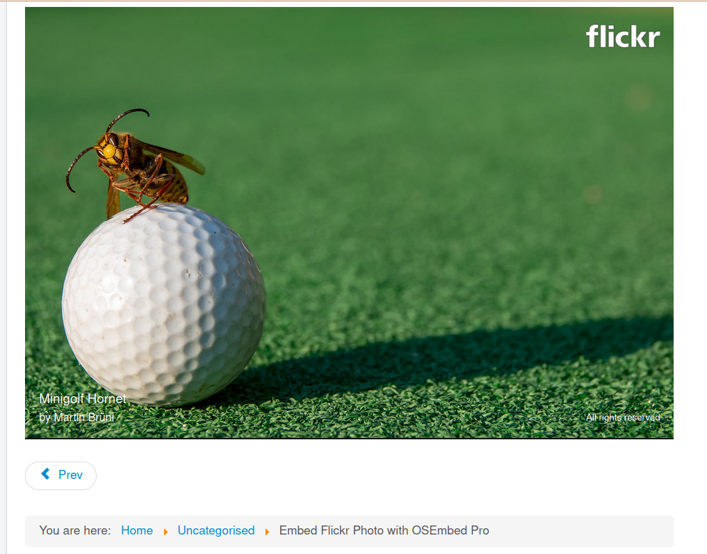 a flickr photo embedded with osembed pro displayed by a Joomla site